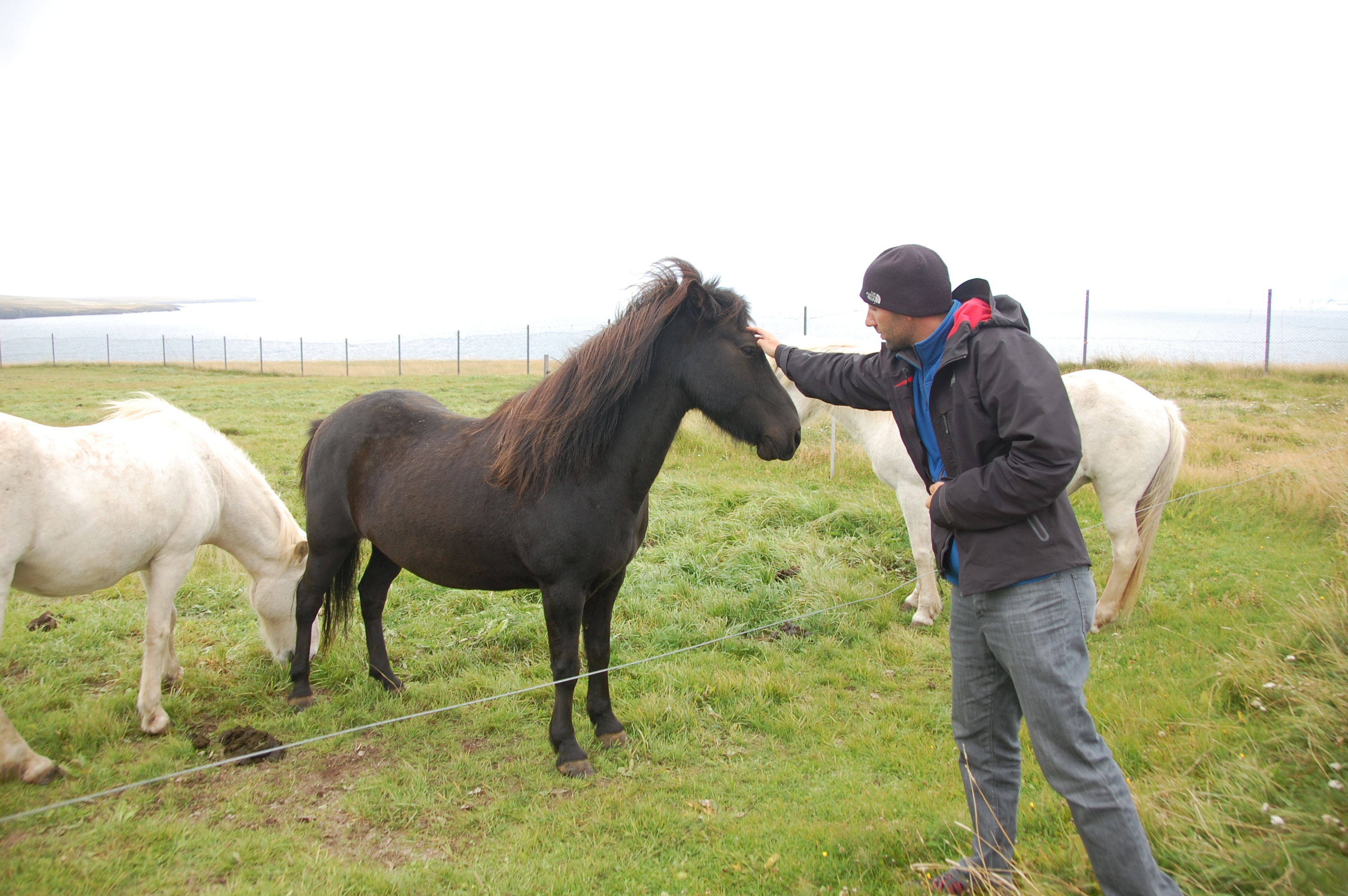 Iceland Horses (do NOT call them ponies!)