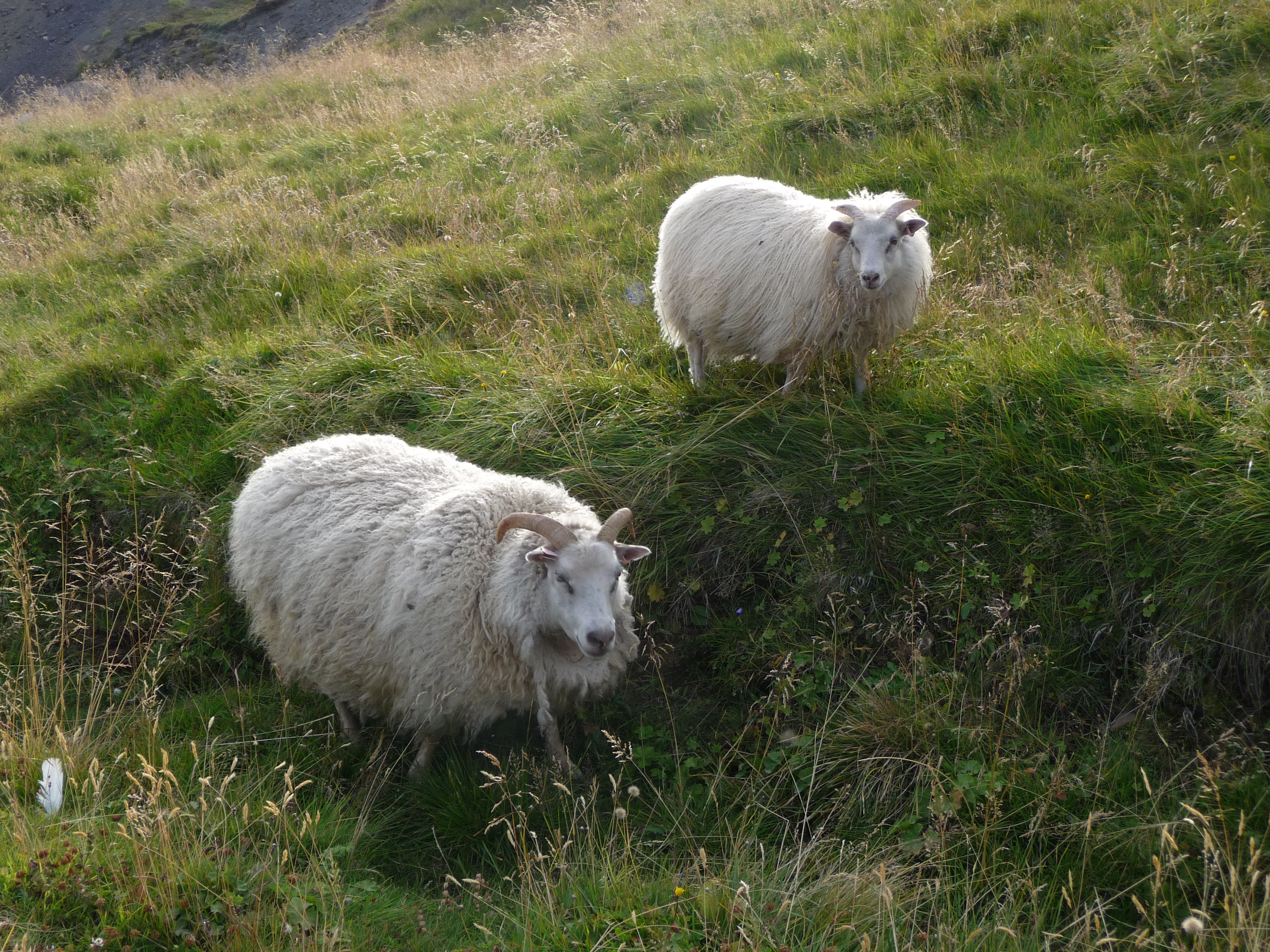 You usually see more sheep then people