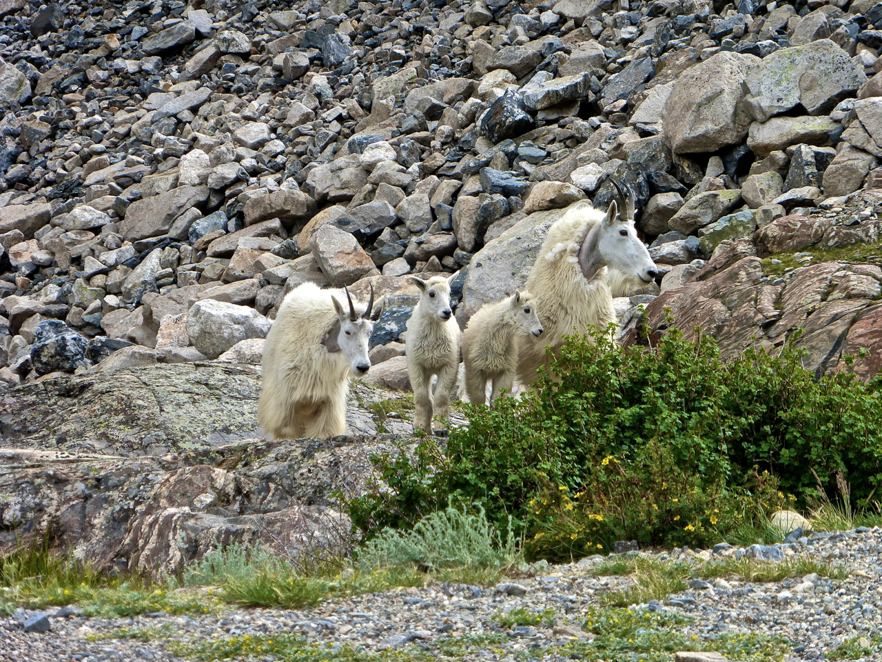 goat family