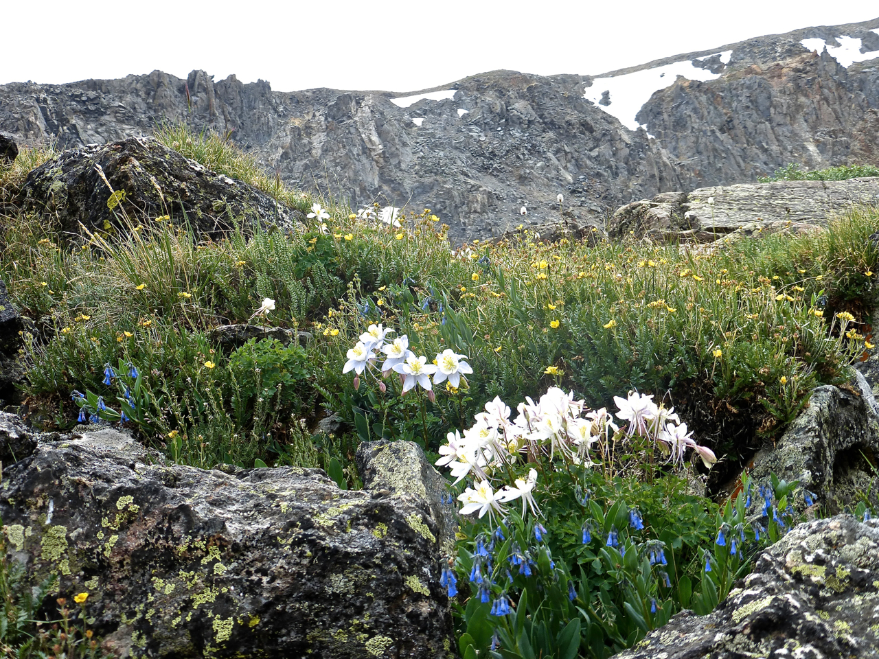 Monte Cristo creek columbines