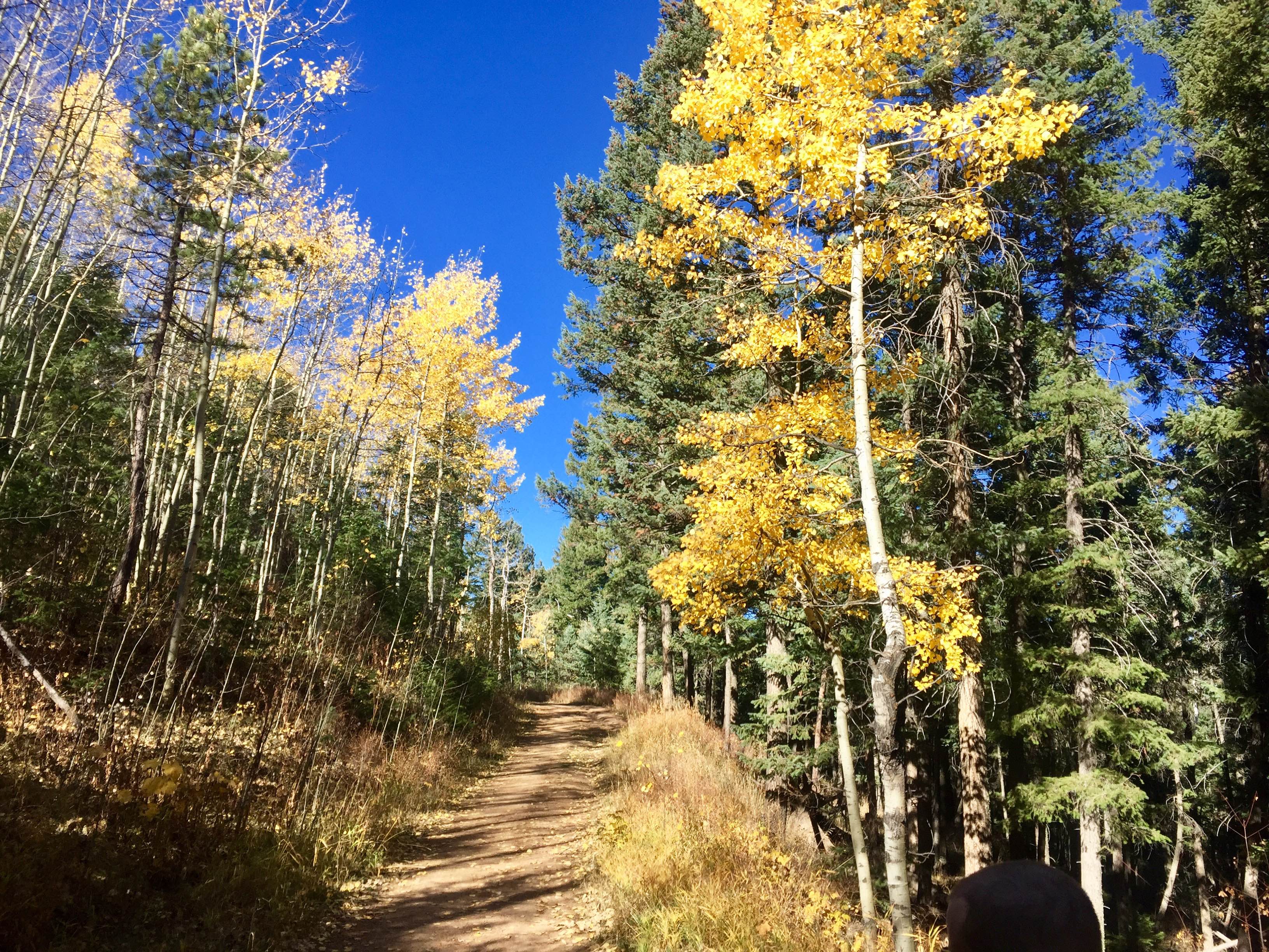 Fall colors along the course. 